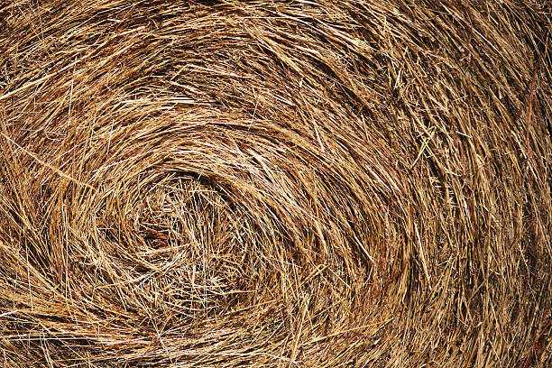 istock Bale of hay - close up 105929874