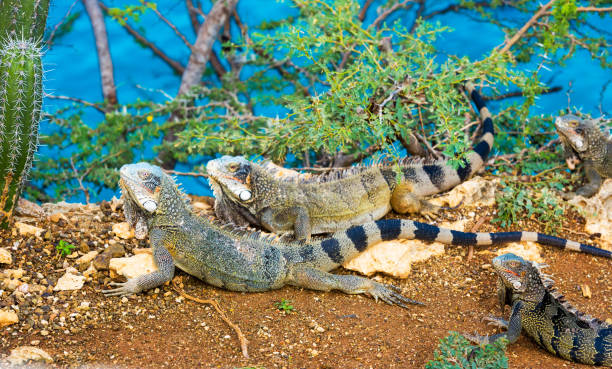 istock Iguanas bask in the sun in Playa Lagun, Curacao, Netherlands. With selective focus. 1059299900