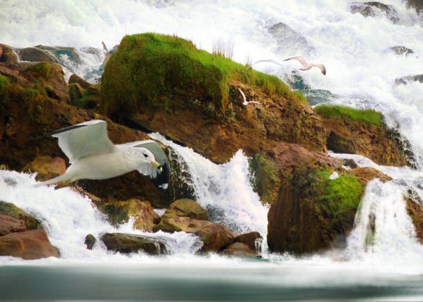 Photograph of flowing river and heron