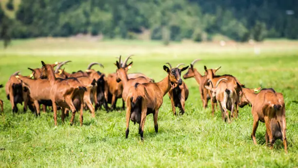 Photo of Group of brown goats grazing on a grassy meadow
