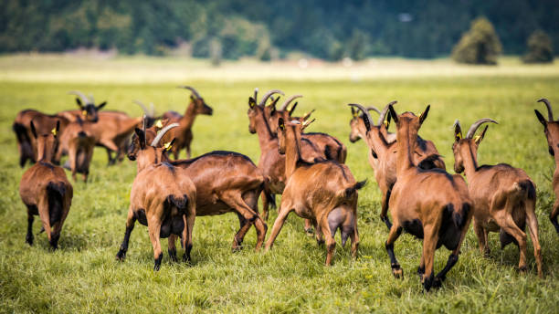 istock Brown goats running on a meadow 1059302144