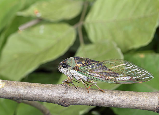 istock Cicada, Tibicen linnei 105930338