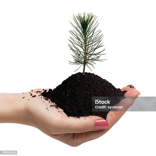 Young Pine Tree In Hand Stock Photo - Download Image Now - Pine Tree, Sapling, Child