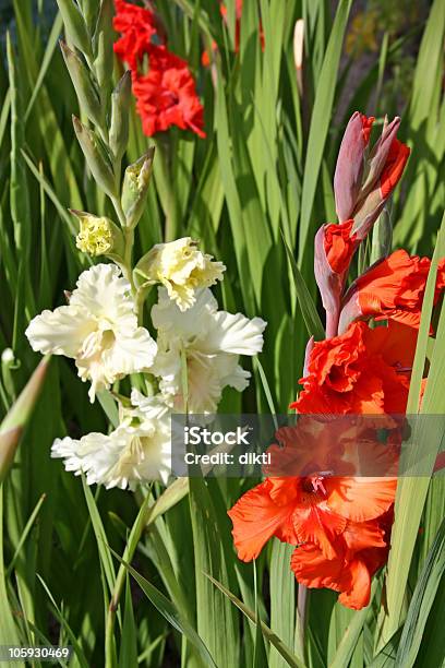 Foto de Gladioli e mais fotos de stock de Beleza natural - Natureza - Beleza natural - Natureza, Botânica - Assunto, Botão - Estágio de flora