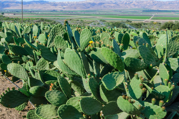 istock Close-up of Prickly Pear Cactus with Hills in Background 1059306038
