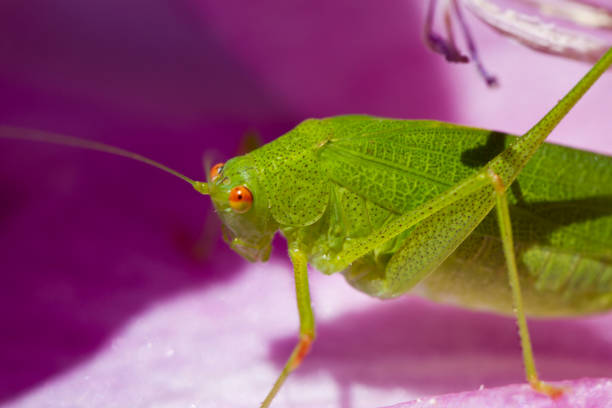 Close view detail of a Sickle-bearing Bush-cricket (Phaneroptera falcata) insect.