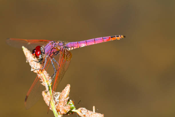 Dropwing Bug 420+ Dropwing Stock Photos, Pictures & Royalty-Free Images - iStock