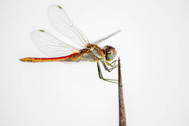 istock beautiful Yellow-winged Darter dragonfly 1059306352