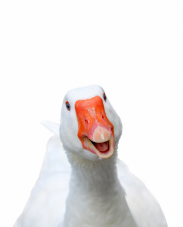 Photo of white smiling goose on white background