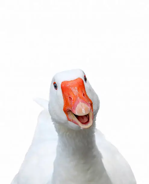 Photo of Smiling goose
