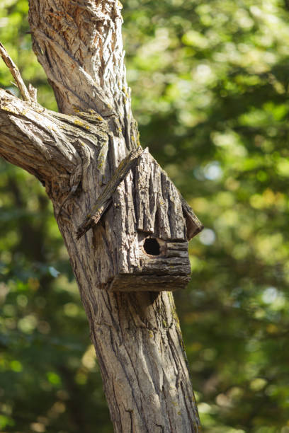 istock An old hand-made birdhouse on a tree 1059307012