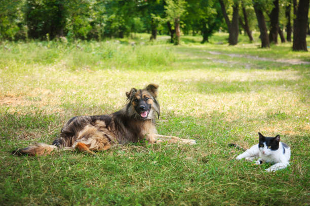 istock Dog and cat lying on meadow 1059307514