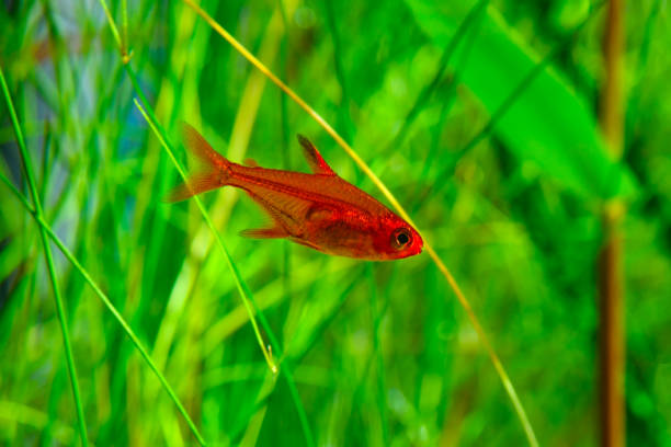 istock Small beauty Ember Tetra or Hyphessobrycon amandae 1059309482