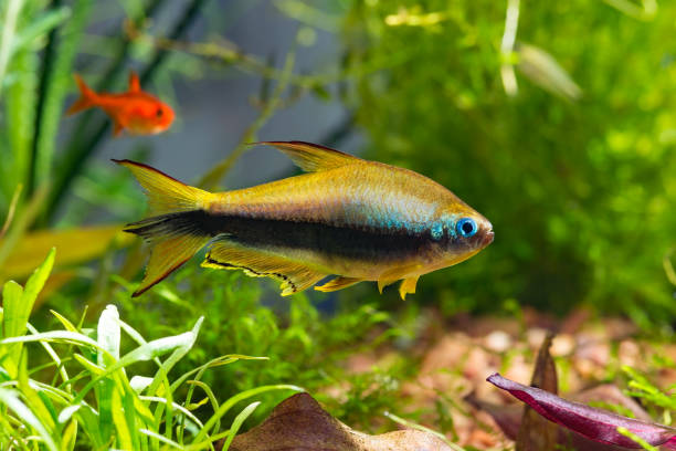 istock Emperor tetra or Nematobrycon palmeri 1059309610