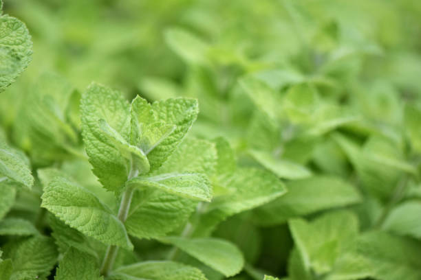 An abstract nature background of fresh green mint herb growing in an organic vegetable garden.  Focus is on the plants in the foreground.