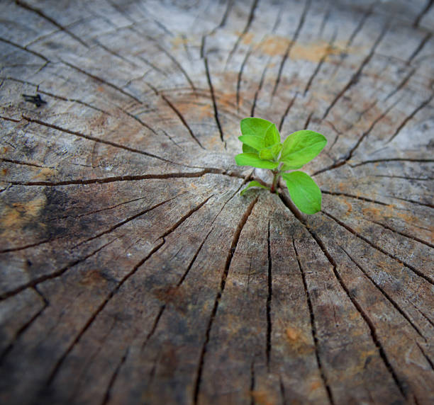 Ecology concept. Rising sprout of old wood and symbolizes the struggle for a new life stock photo