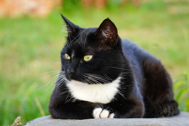 istock a country cat resting on a sun warmed stone 1059312288