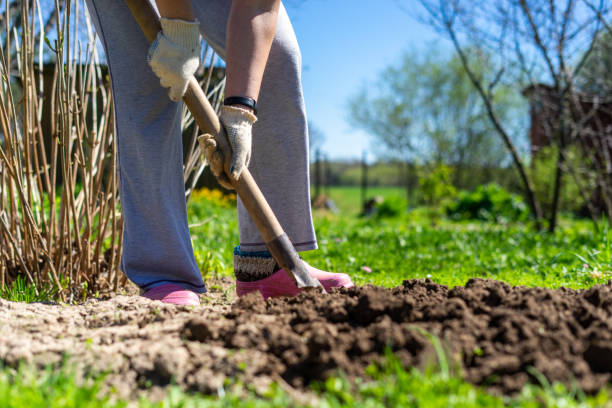 istock Woman digging in garden 1059312670