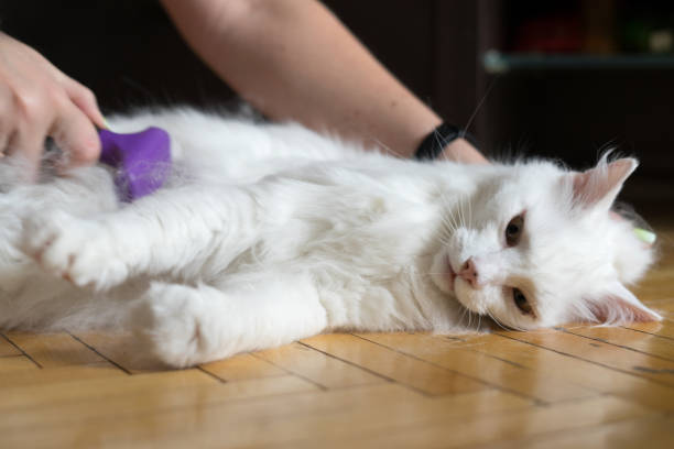 istock Woman using a comb brush the Albino cat. Cat chewing a brush 1059312754