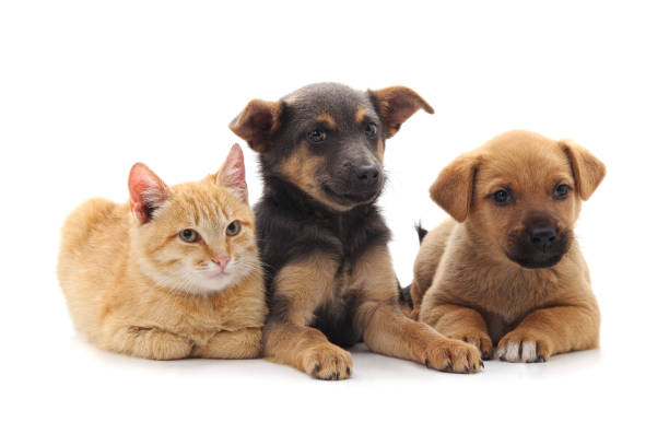 istock Two dogs and a cat. 1059315098