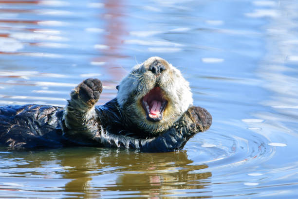 An Otter looking as though it's clapping