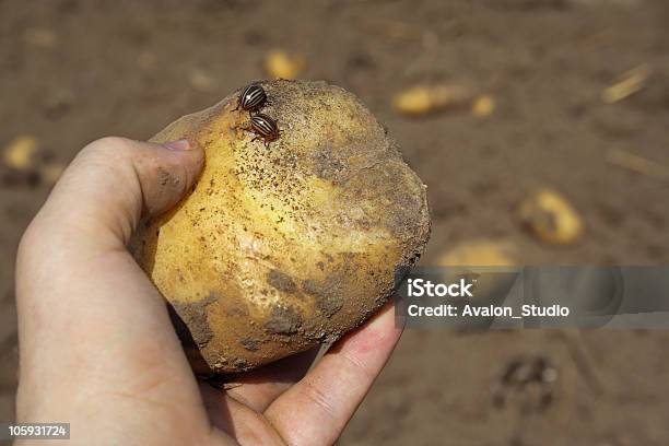 Besourodabatata - Fotografias de stock e mais imagens de Besouro-da-batata - Besouro-da-batata, Agricultura, Ao Ar Livre