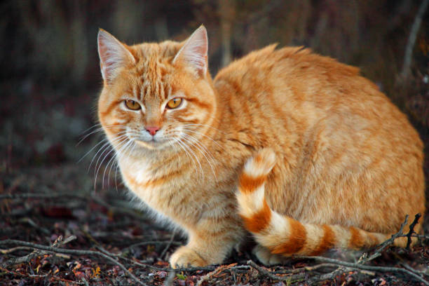 Orange Tabby Orange Tabby Cat With Striped Tail Sitting Crouched Outside In The