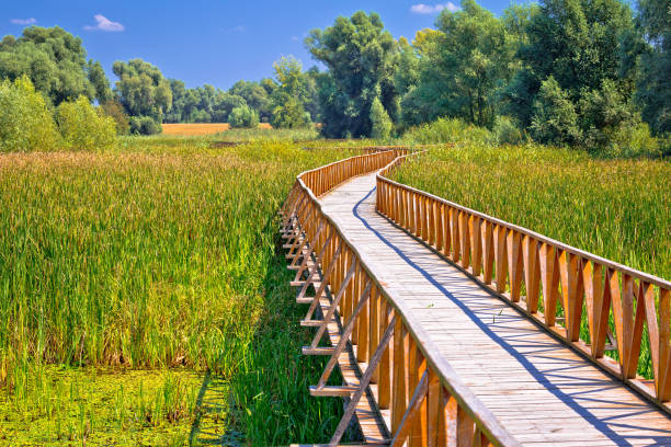 Photo of Kopacki Rit marshes nature park wooden boardwalk view, Baranja region of Croatia