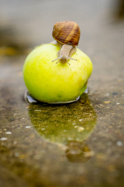 Snail crawling on green apple in shallow water on concrete.
