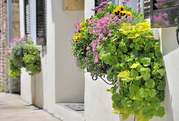 istock Window Boxes, Charleston, South Carolina 105931902