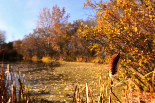 A close up image of a brown cattail near the edge of a marshy bog.