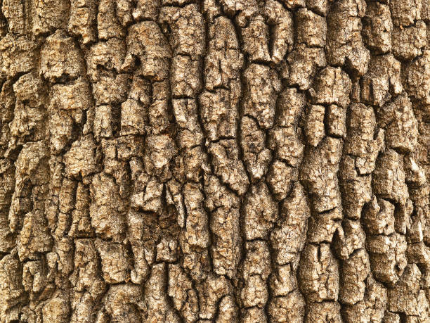istock Background of an old tree rough bark with deep cracks, texture 1059321262