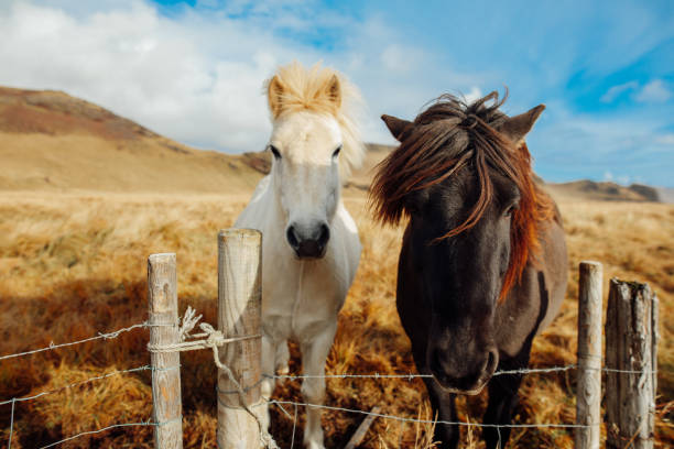 cavallo islandese - horse animal head animal sky foto e immagini stock