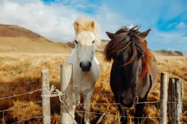 Photo of Icelandic Horse