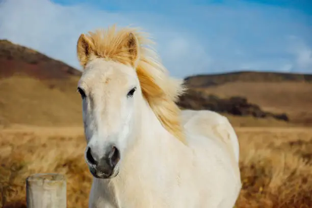 Photo of Icelandic Horse