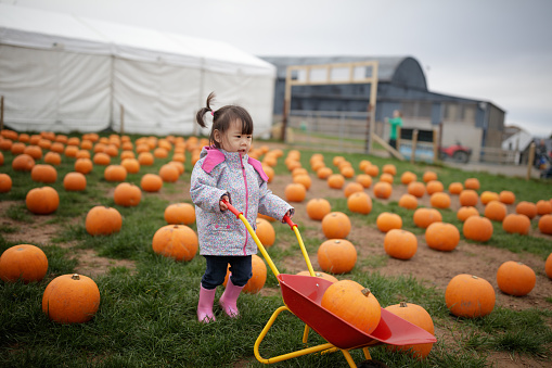 toddler girl picking pumpkin in farm