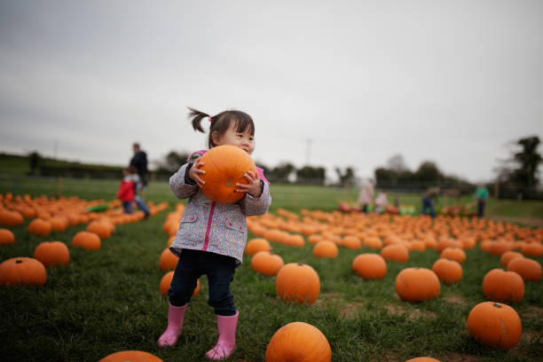 ファームのかぼちゃを選ぶ幼児の女の子 - pumpkin small orange holiday ストックフォトと画像