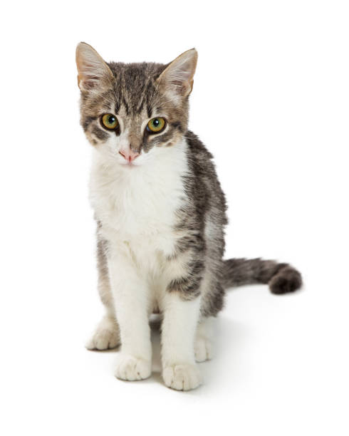 istock Cute Grey and White Tabby Kitten Sitting Over White 1059325994