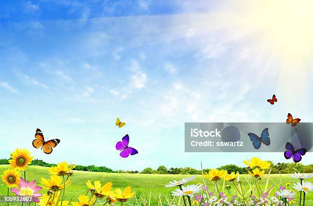 Flowery Поле — стоковые фотографии и другие картинки Бабочка - Бабочка, Фоновые изображения, Весна