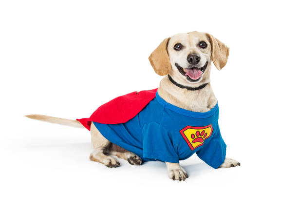 istock Happy Dog Wearing Super Hero Costume 1059326026