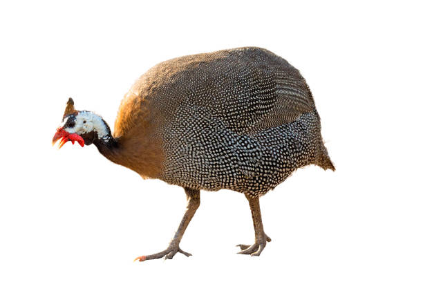 Guineafowl Bird Extracted Photo African guineafowl bird facing side. Extracted and isolated on white background. guinea fowl stock pictures, royalty-free photos & images