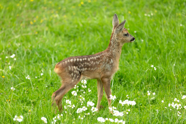 istock Beautiful Deer Fawn 1059326064