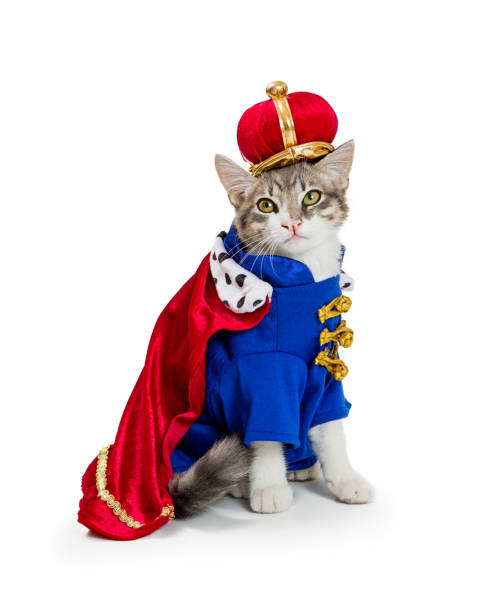 Cat In King Halloween Costume Funny cat wearing royal king Halloween costume isolated on a white background royal person photos stock pictures, royalty-free photos & images