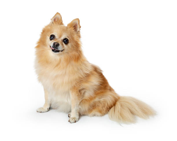 istock Pomeranian Dog Sitting on White Looking at Camera 1059326088