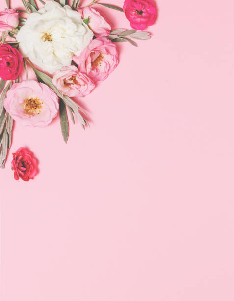 Flowers composition. Frame made of english rose flowers Flowers composition. Border from english rose flowers on pink background. Spring, summer, easter concept. Flat lay, top view, copy space. Vintage style english rose stock pictures, royalty-free photos & images