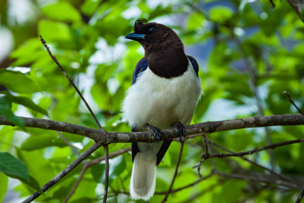 istock One curl-crested jay (Cyanocorax cristatellus), from South America, Brazil. 1059326566