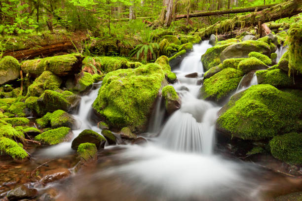 A small cascade flowing near Sol Duc Falls, Olympic National Forest, Washington state, USA