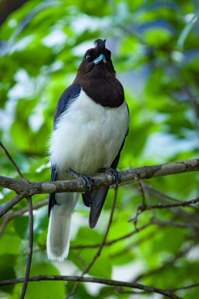 istock The curl-crested jay (Cyanocorax cristatellus) portrait. 1059326590