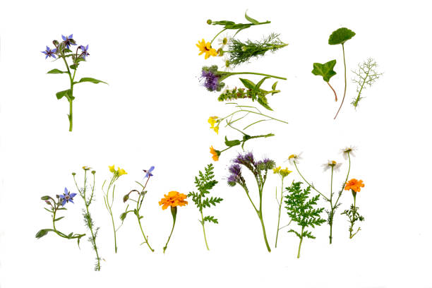Herbs and flowers, which can be used for medical purposes, like Borage, Chamomile or Marigold, lying in rowa, isolated on white, seen from above