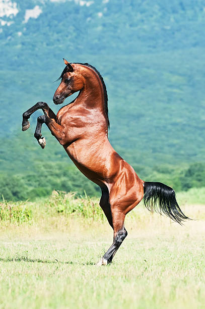 istock bay arabian stallion rearing 105932764